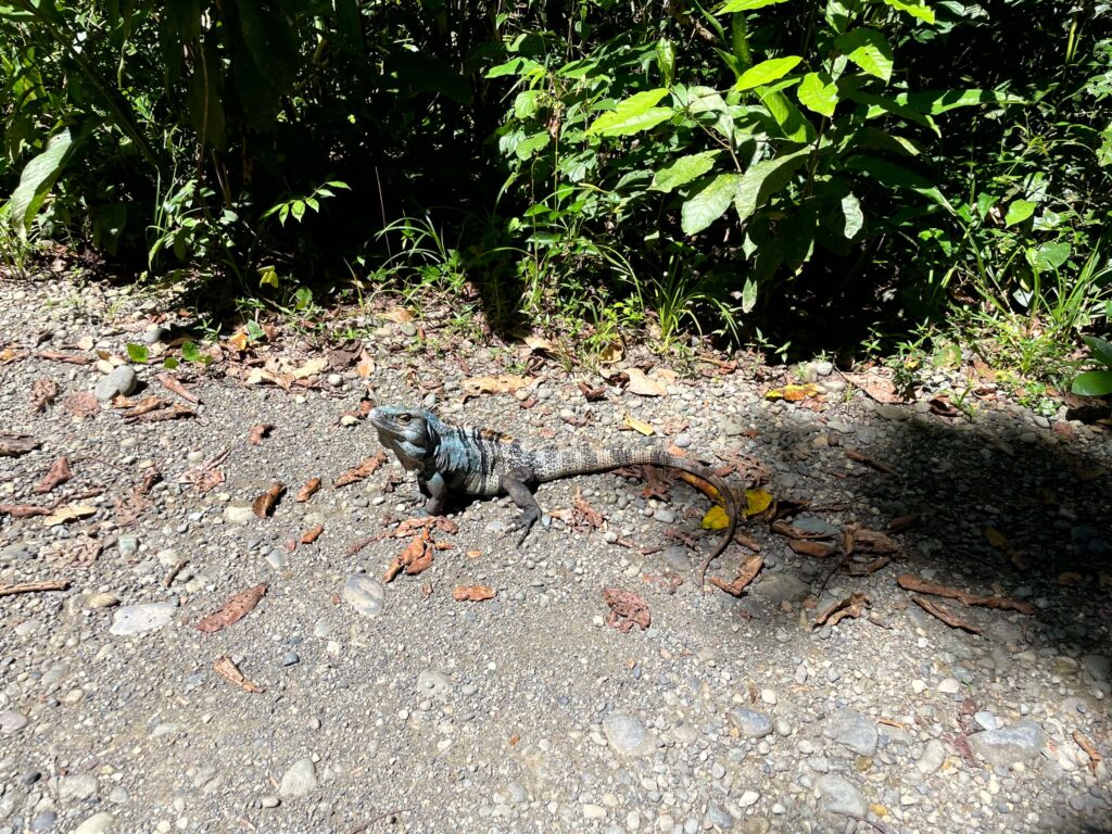 Jaco Costa Rica - An iguana at Manuel Antonio National Park