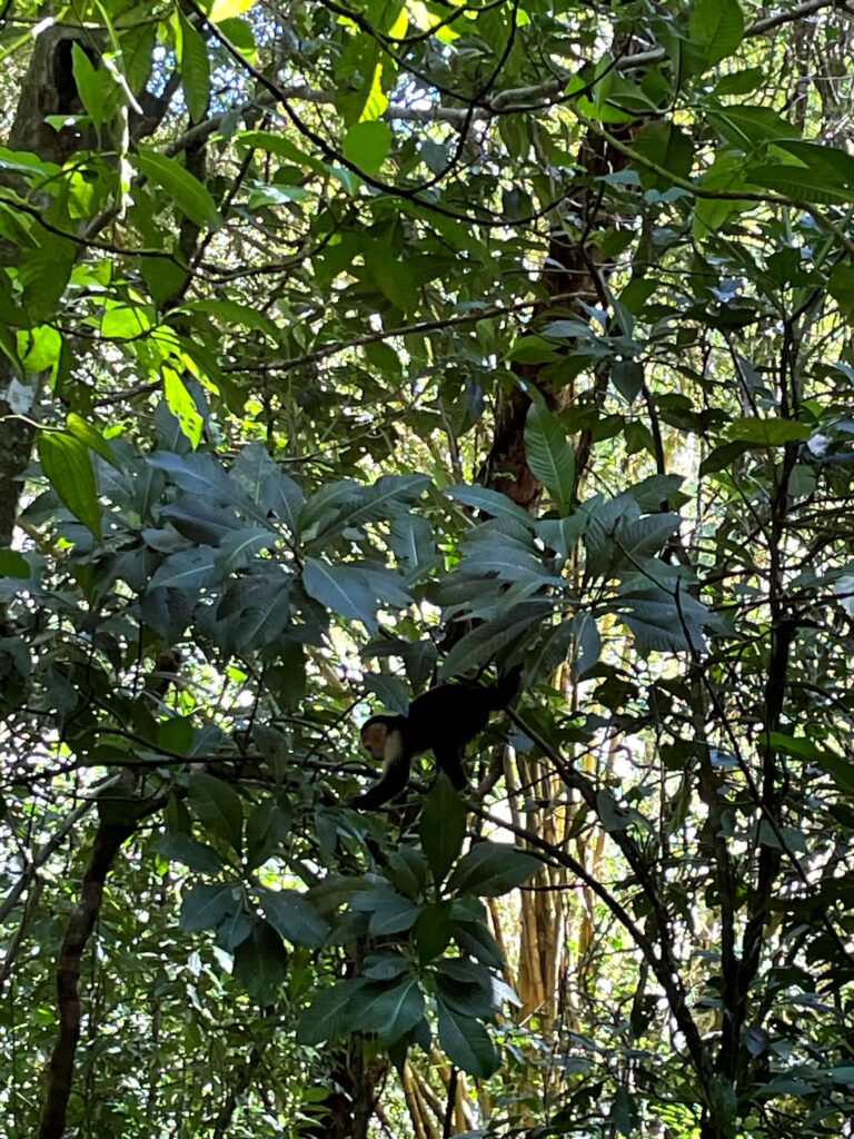 Jaco Costa Rica - A capuchin monkey climbing through the trees at Manuel Antonio National Park