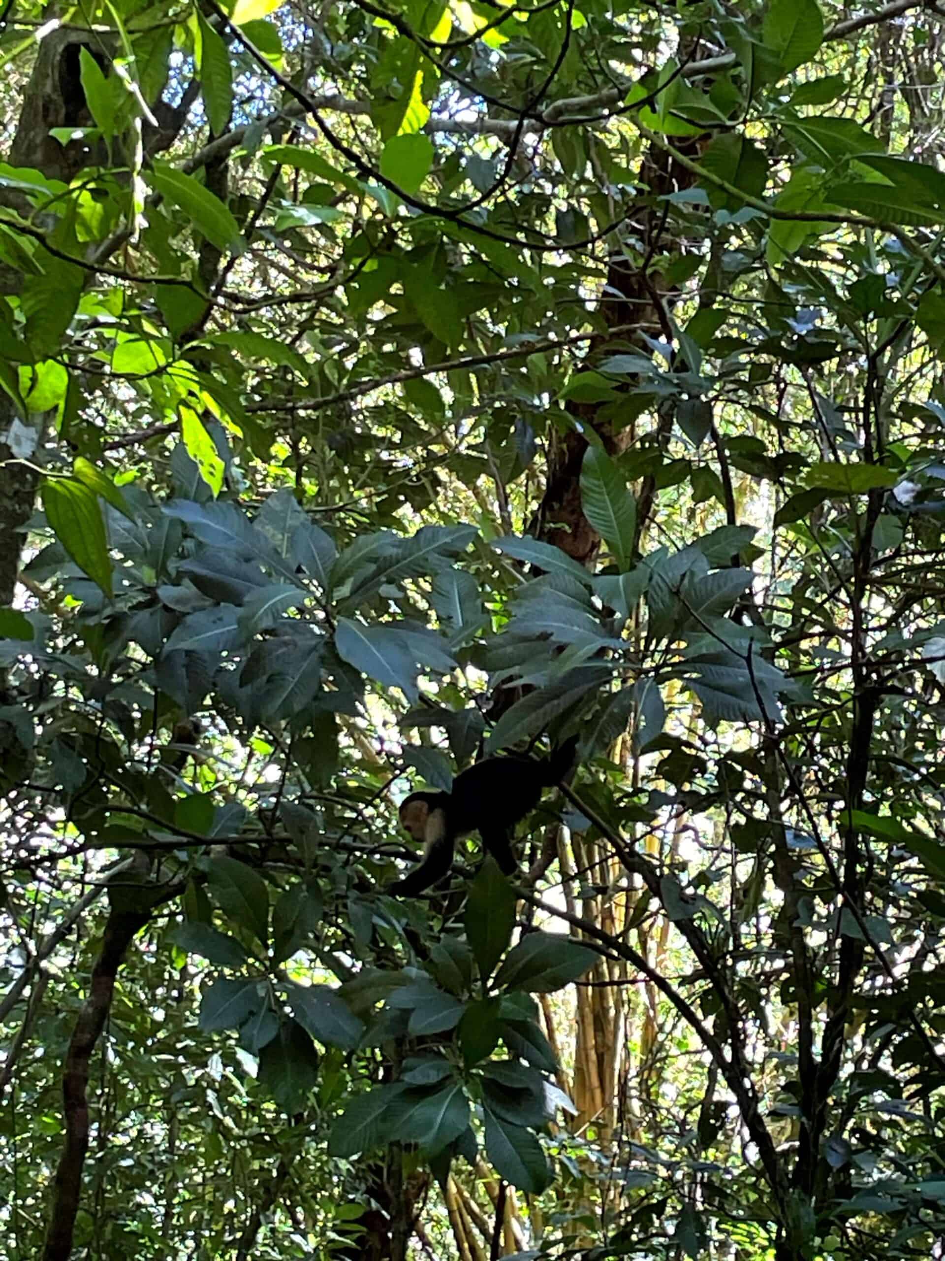 Jaco Costa Rica - A capuchin monkey climbing through the trees at Manuel Antonio National Park