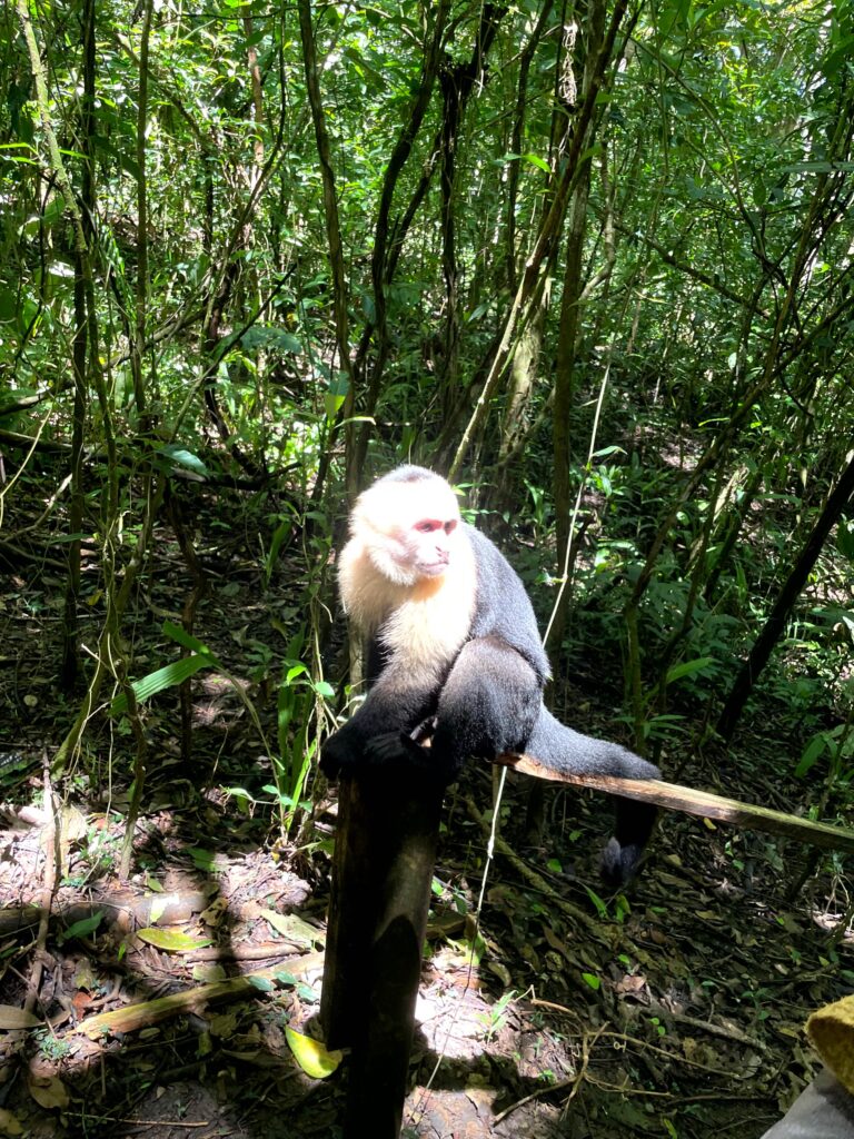 Jaco Costa Rica - A capuchin monkey sitting on a post at Manuel Antonio National Park