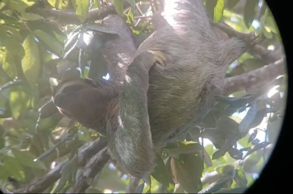 Jaco Costa Rica - A sloth seen through a telescope at Manuel Antonio National Park