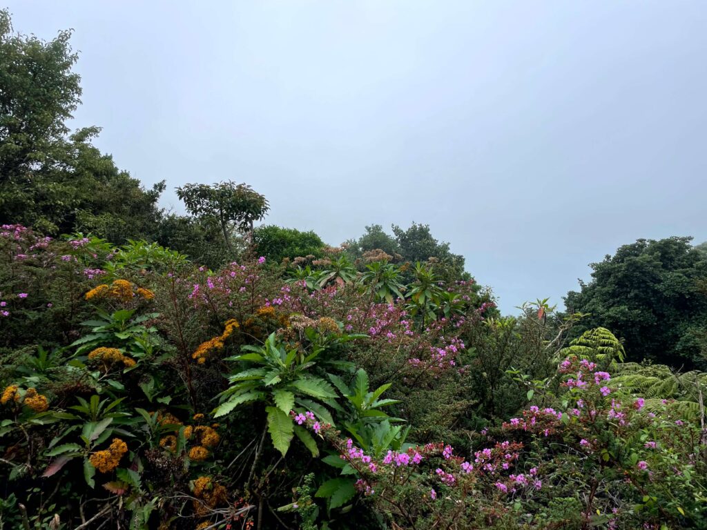 Jaco Costa Rica - The view from the Laguna Caliente lookout in Poás Volcano National Park on a cloudy day where the crater is obscured but you can see pretty flowers and plants 