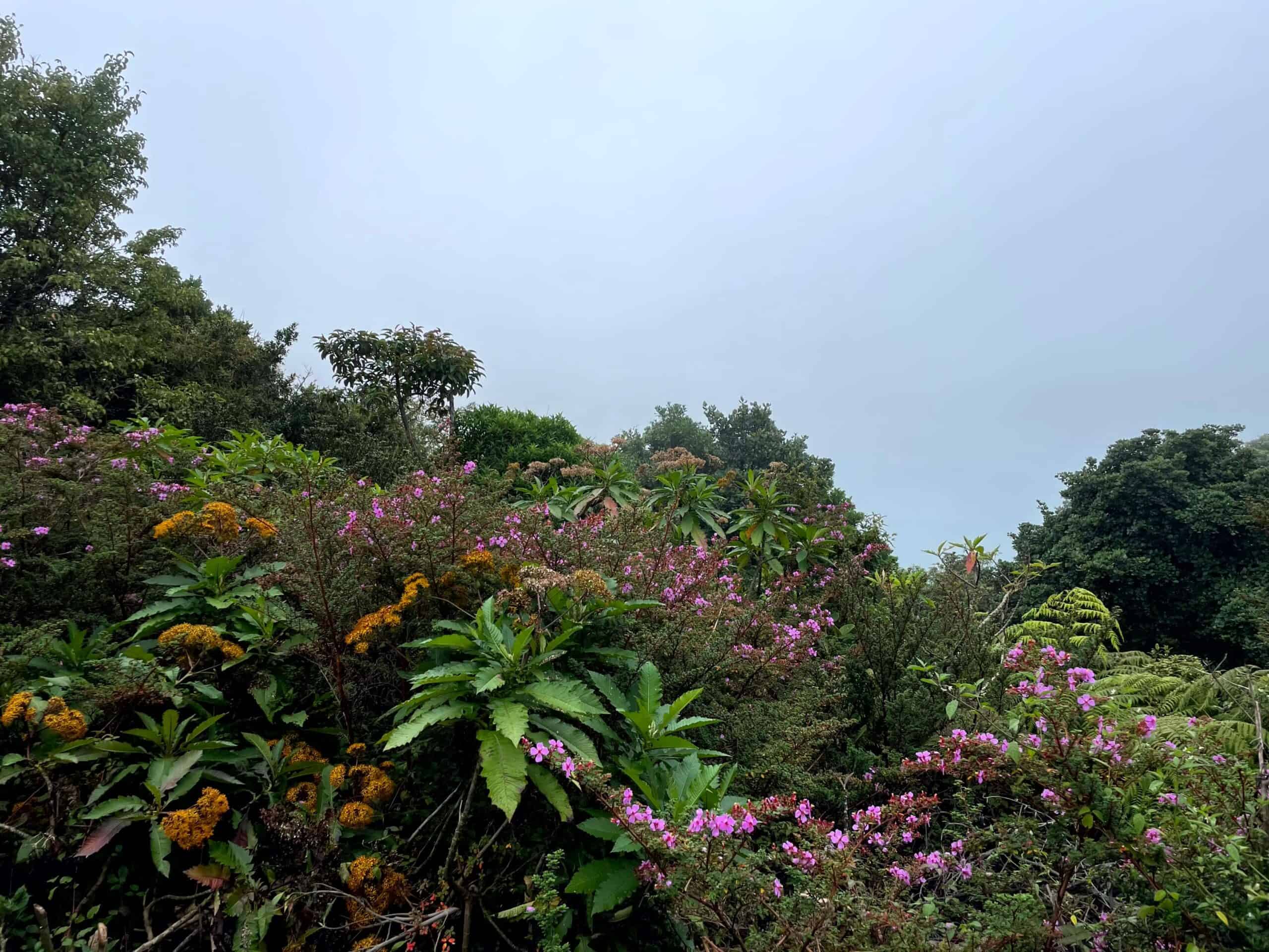 Jaco Costa Rica - The view from the Laguna Caliente lookout in Poás Volcano National Park on a cloudy day where the crater is obscured but you can see pretty flowers and plants 