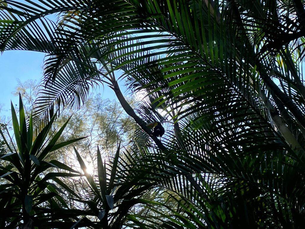 Jaco Costa Rica - A colourful toucan sitting in a tree