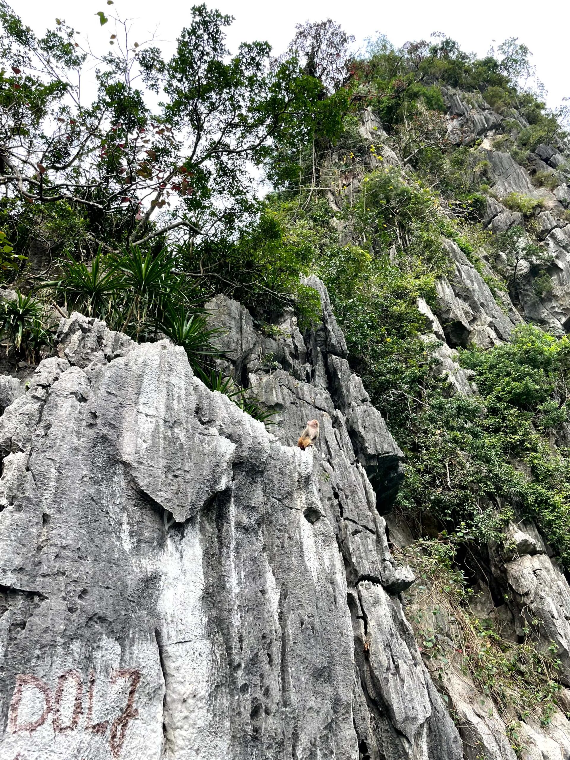 A monkey near Luon Cave in Halong Bay