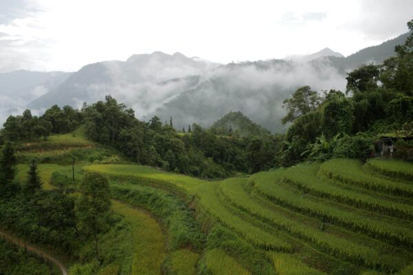 A view of the rice terraces in Sapa, Vietnam