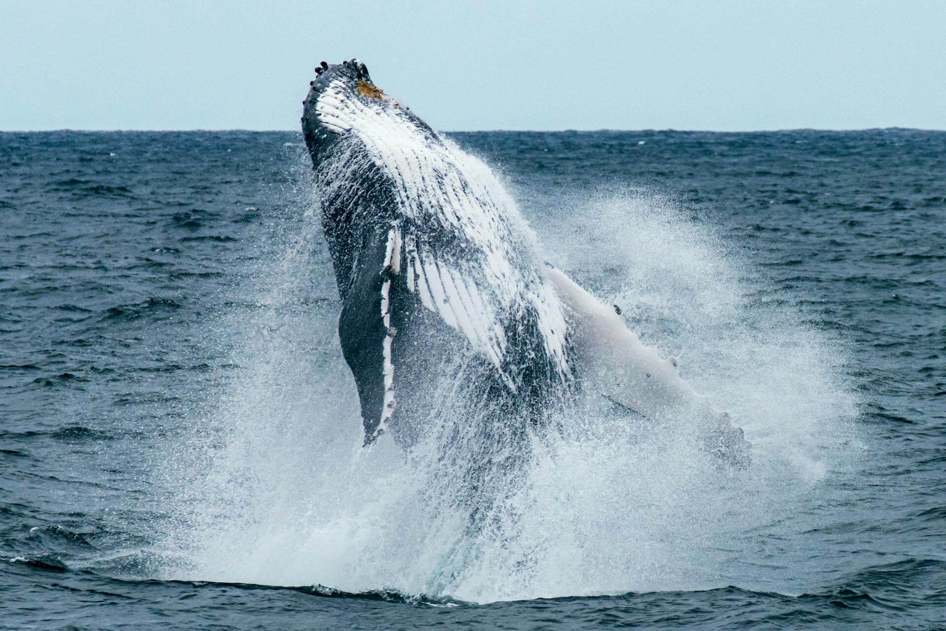 A humpback whale breaching out of the ocean with white spray splashing around it.