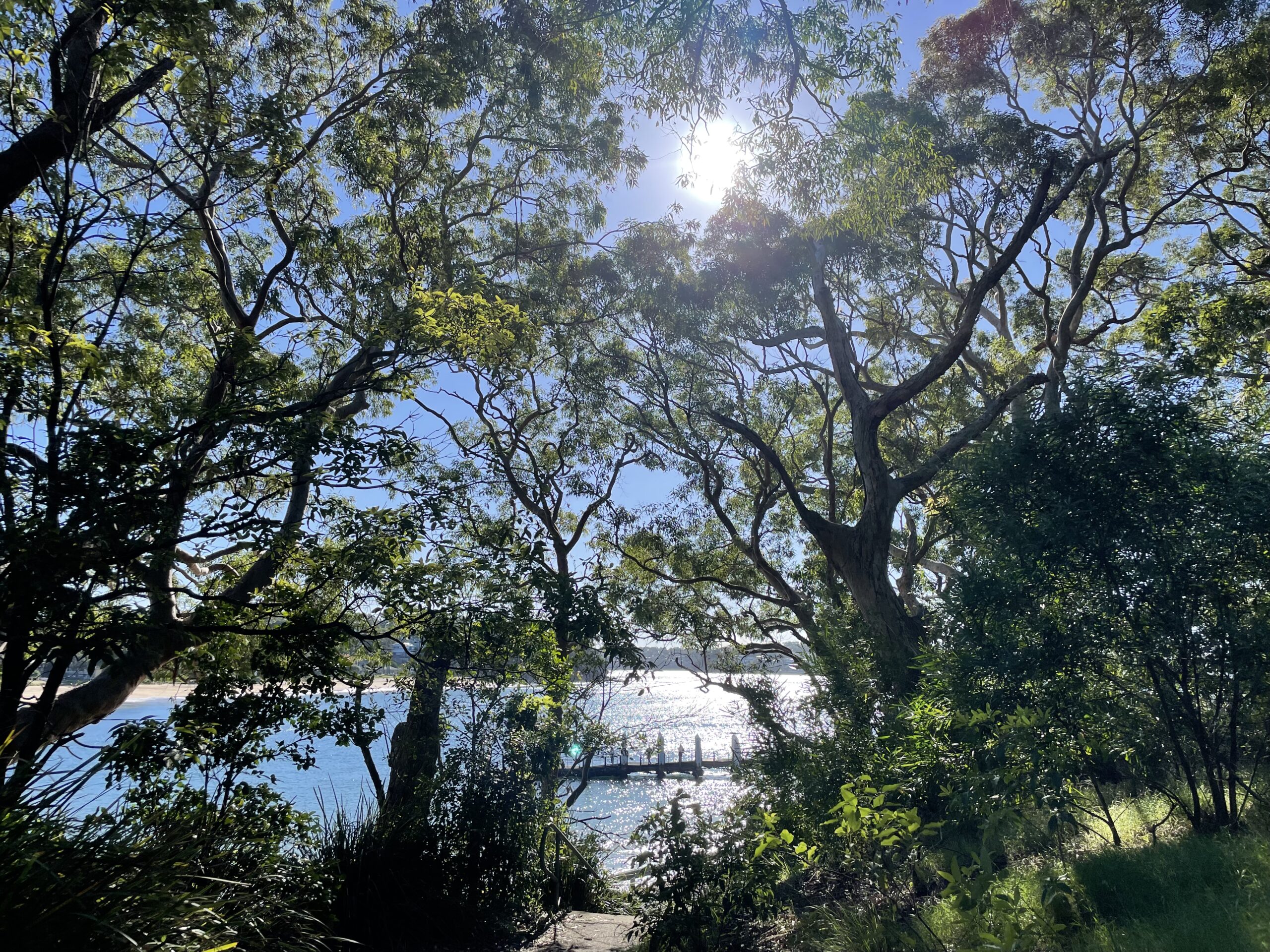 Sunlight filtering through trees and reflecting off the bright blue water in Bundeena with a small pier.