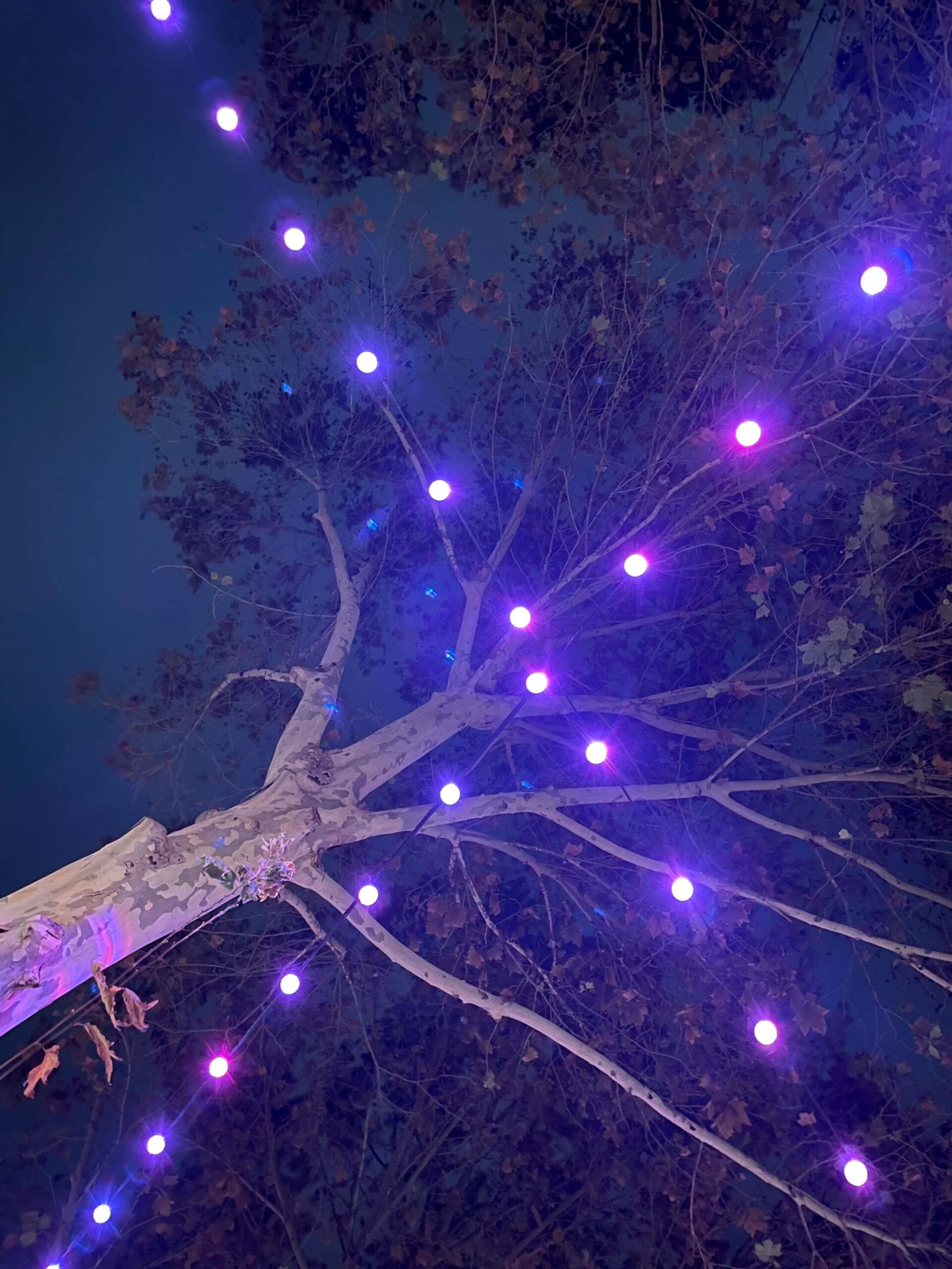 Looking up at a tree at night with strings of purple lights crossing overhead in an X shape.