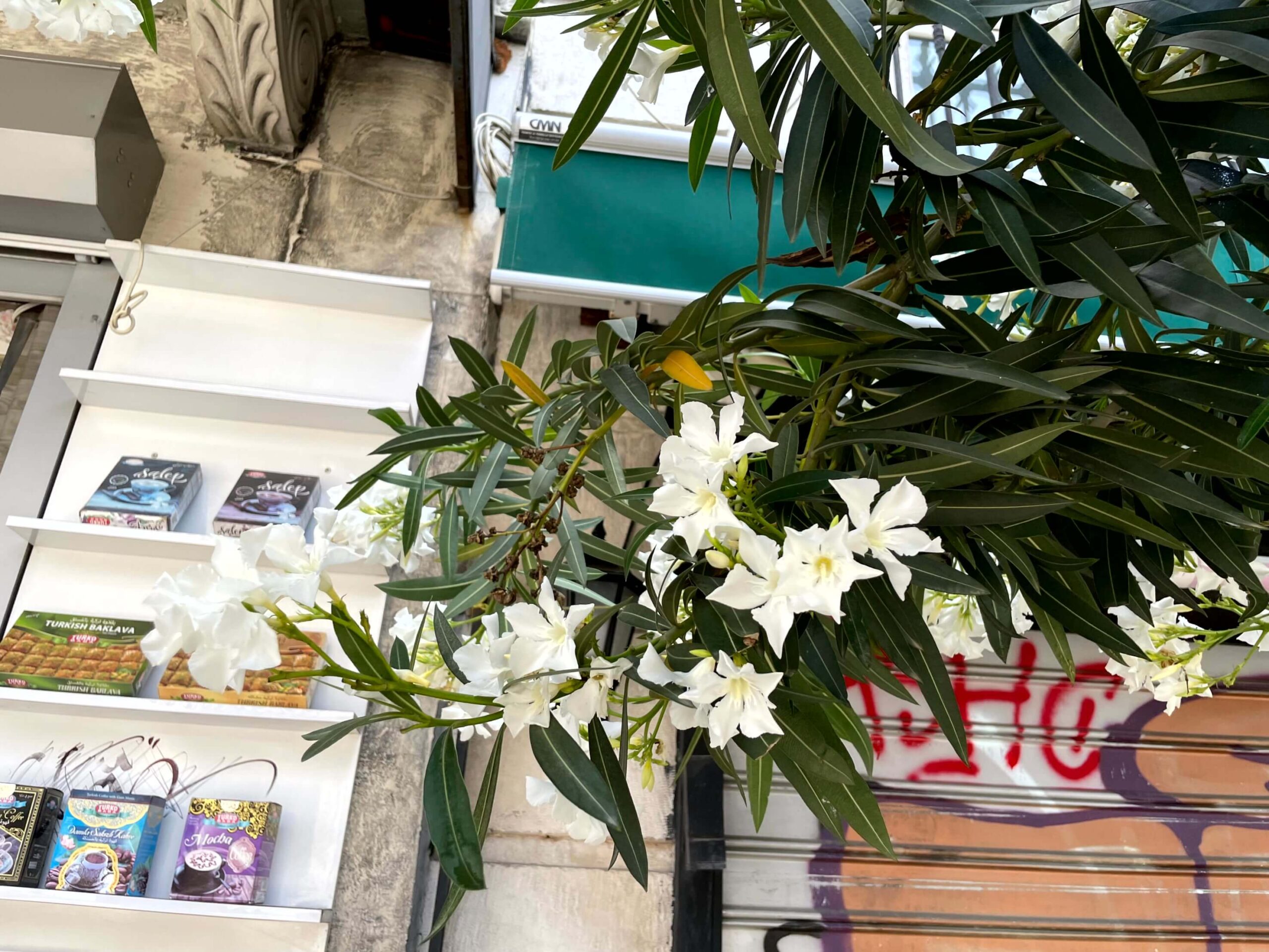 White flowers bloom on a leafy green branch in Cihangir beside a shop display of Turkish sweets. Boxes on the shelves show baklava and flavoured coffee.