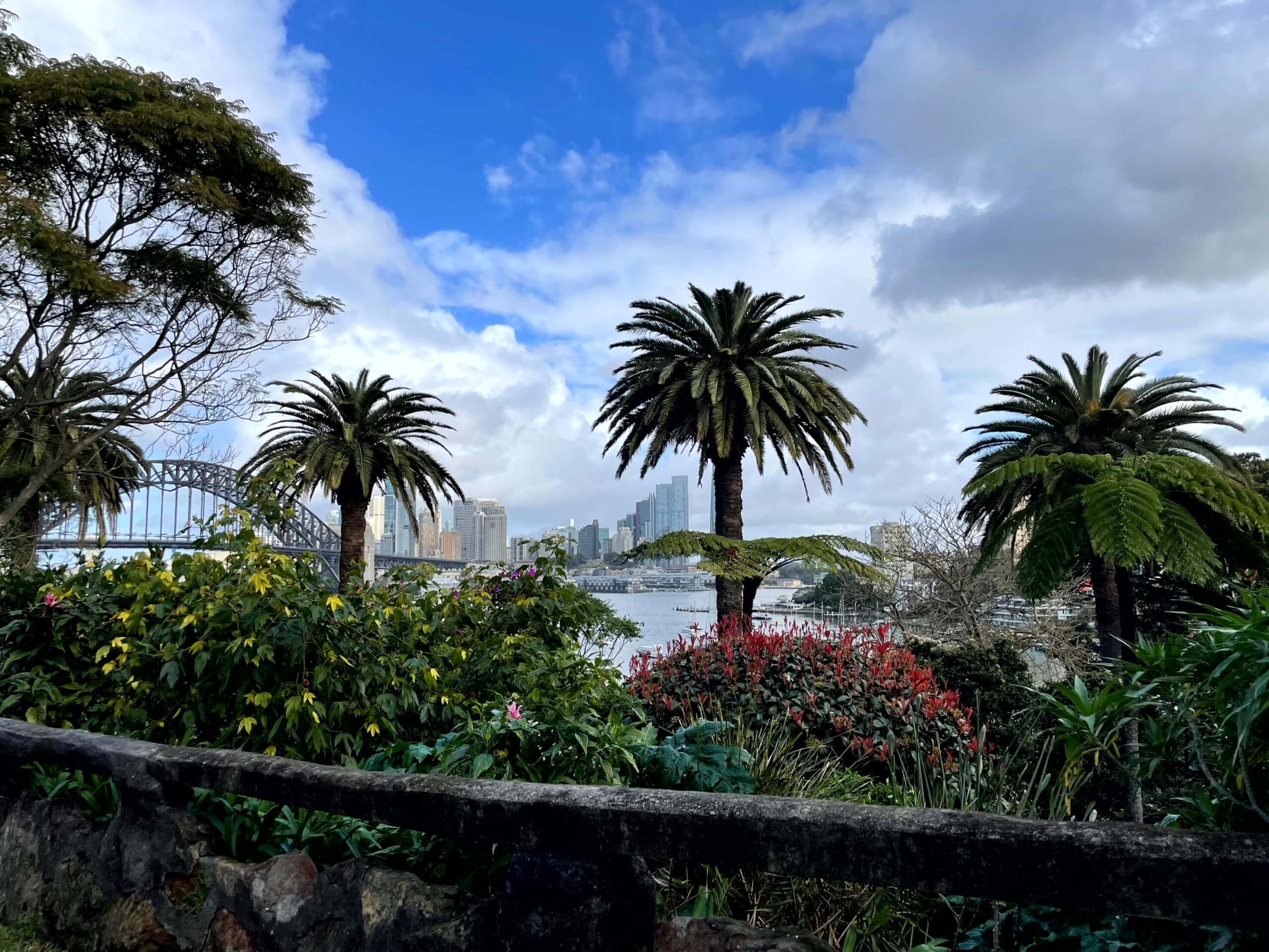 A view of Sydney Harbour from Clark Park Viewpoint framed by palm trees and garden plants with the city skyline and Harbour Bridge in the background.